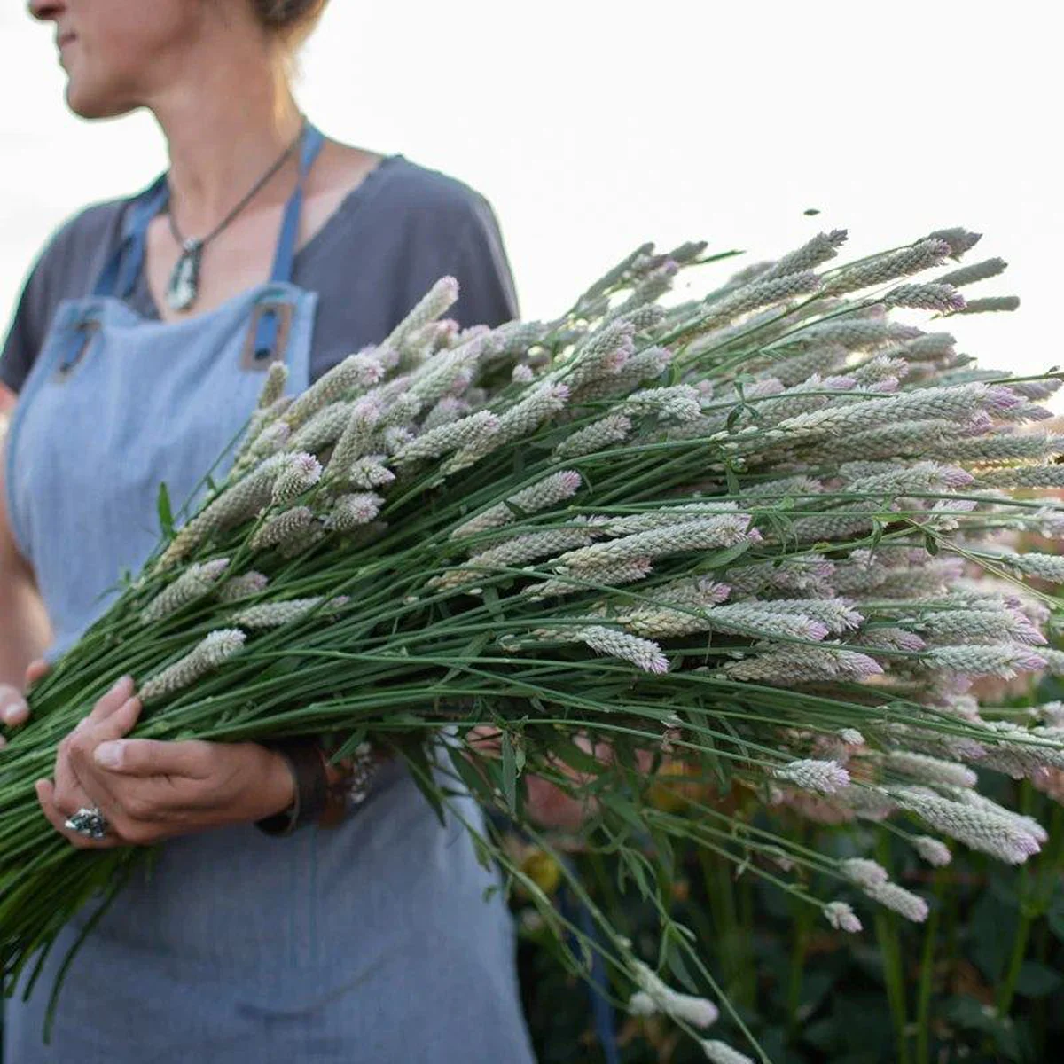 Целозія ‘Xantippe’ (Celosia spicata)