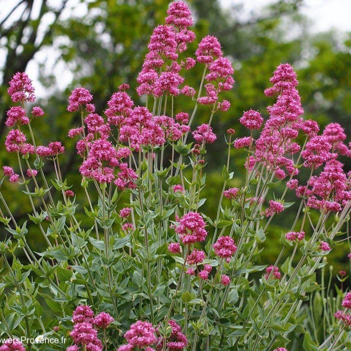 Центрантус ‘Rosy Red’ (Centranthus ruber)