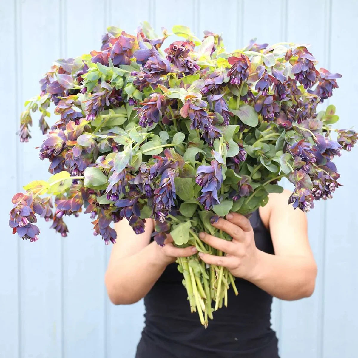 Церінтія ‘Kiwi Blue’ (Cerinthe major ‘Purpurascens’)