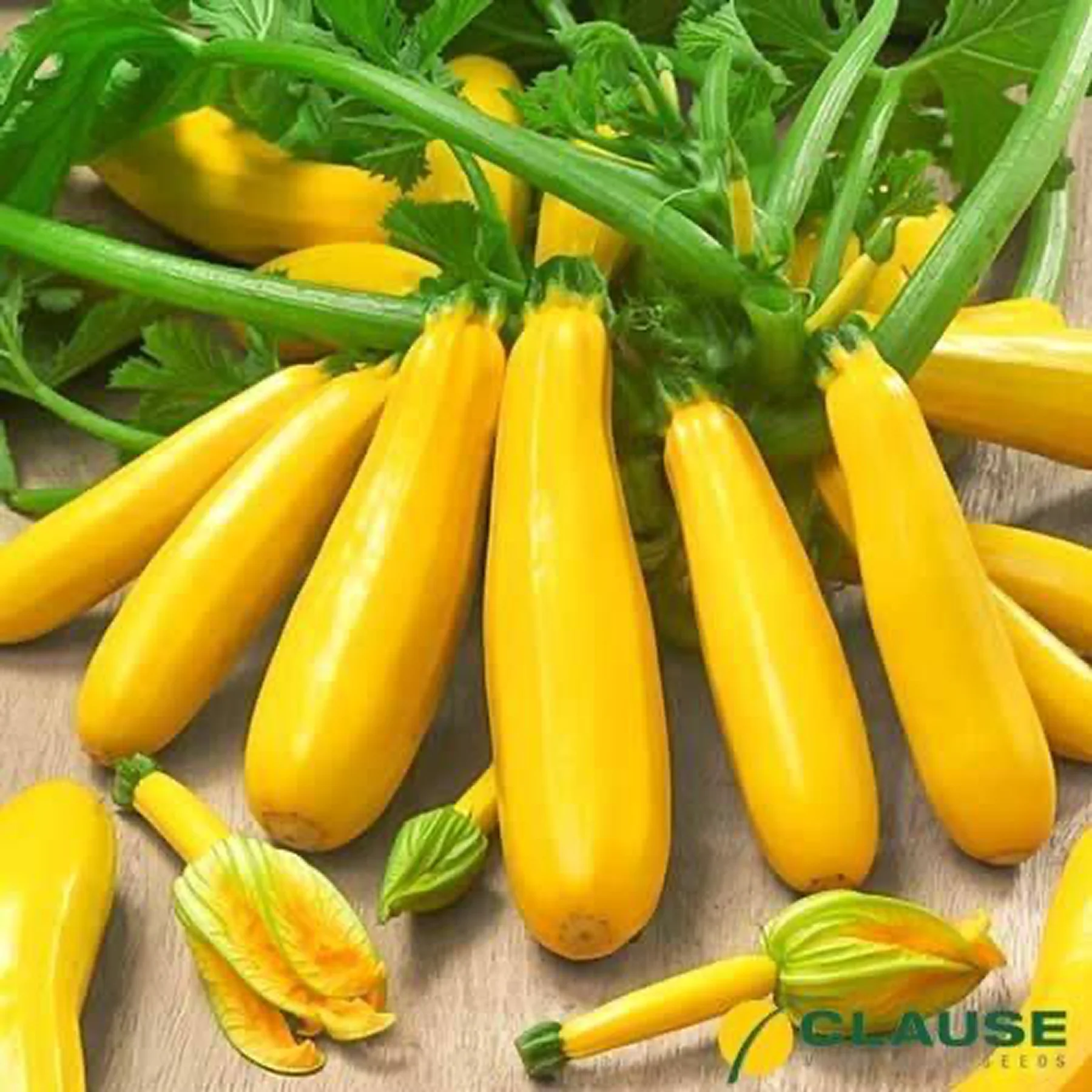 Цукіні ‘Sunlight F1’ (Cucurbita pepo)