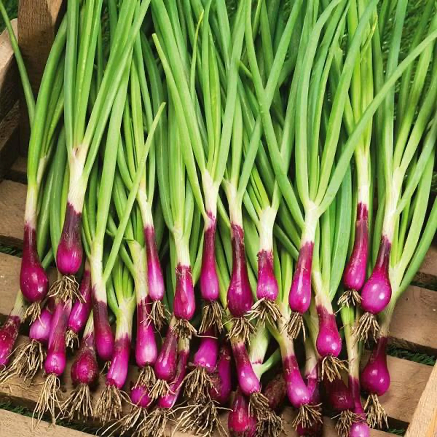 Цибуля батун ‘Red Japanese’