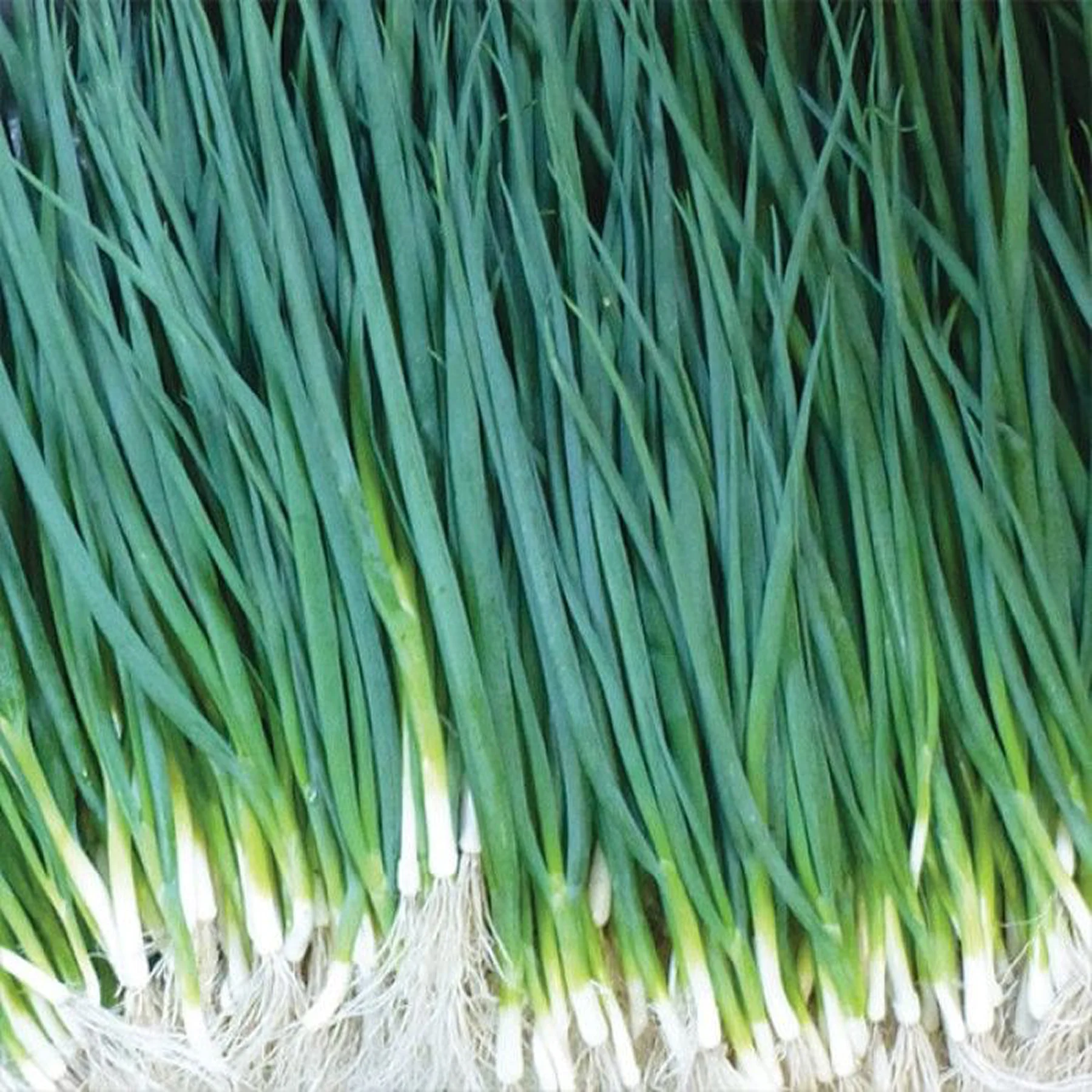 Цибуля на зелень ‘Vulkan’