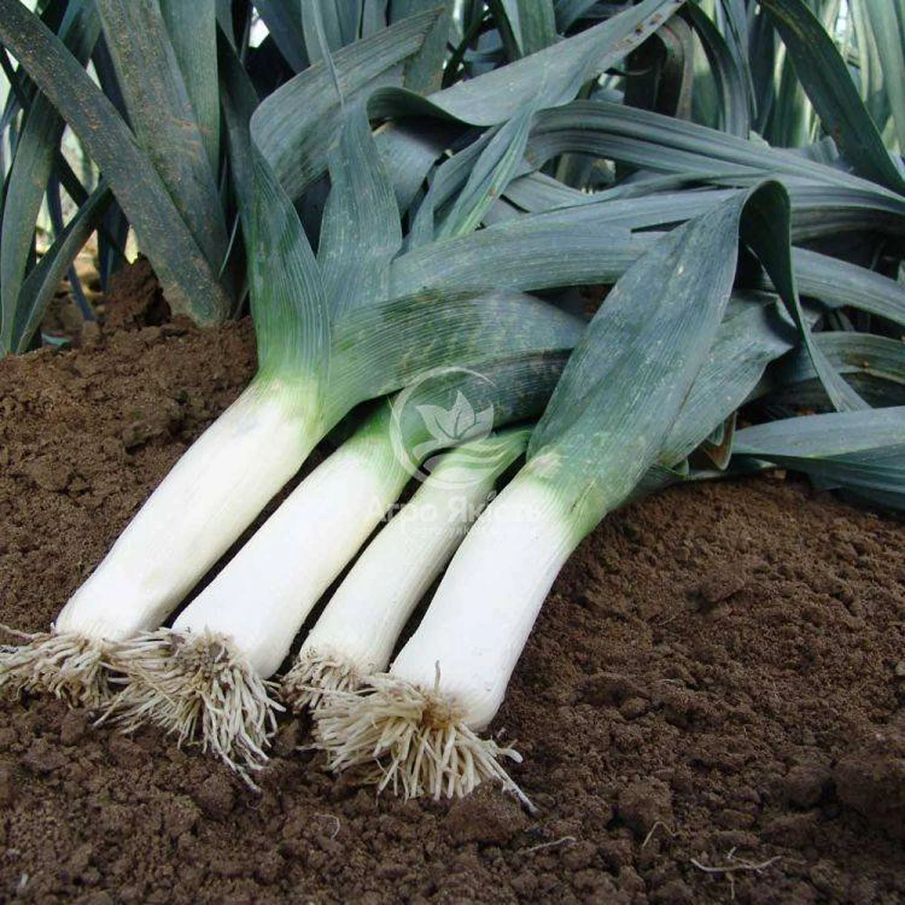 Цибуля порей ‘Elefant’