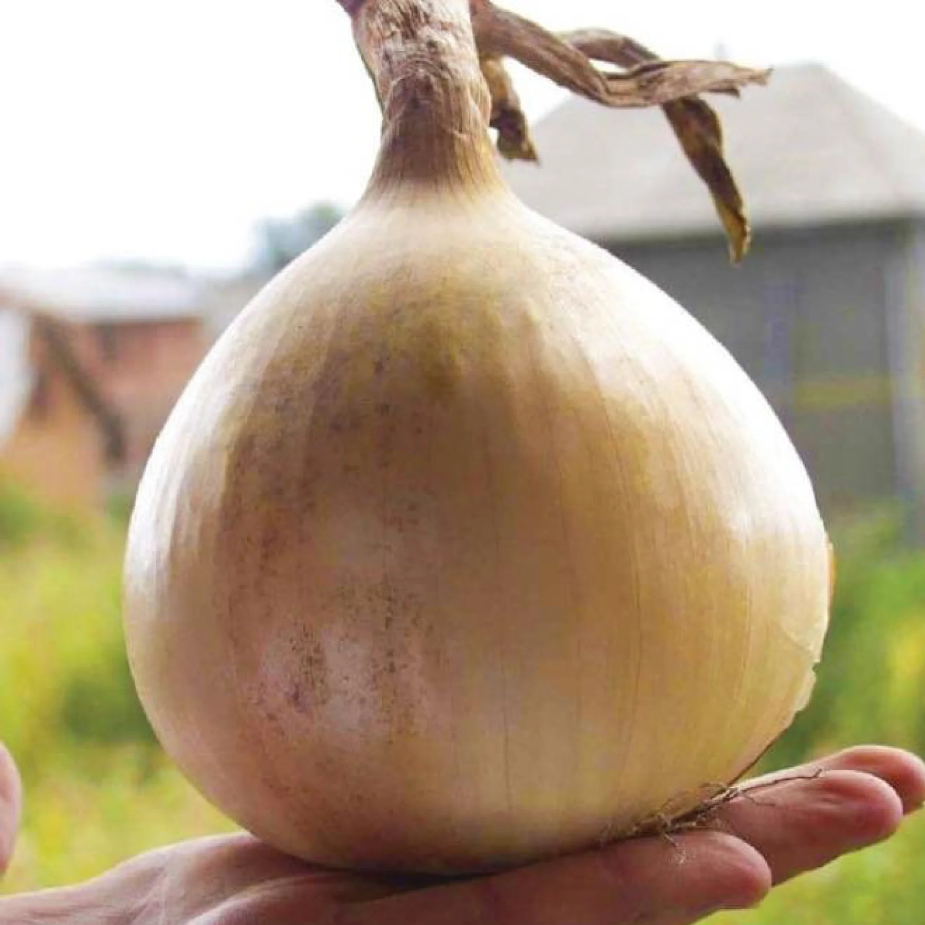 Цибуля ріпчаста ‘Exhibition’