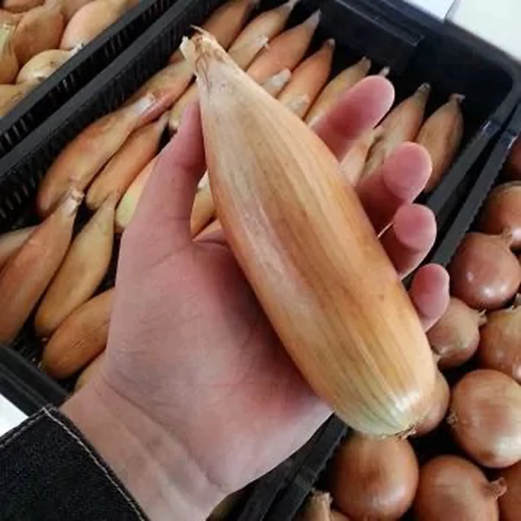 Цибуля ріпчаста ‘Пінгвін’