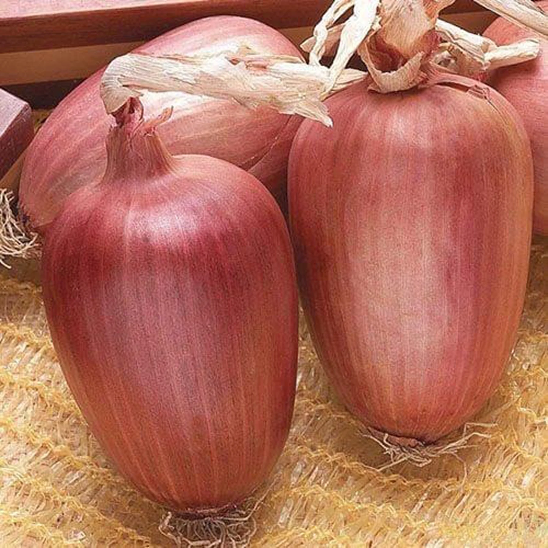 Цибуля ріпчаста ‘Ramata di Milano’ червона