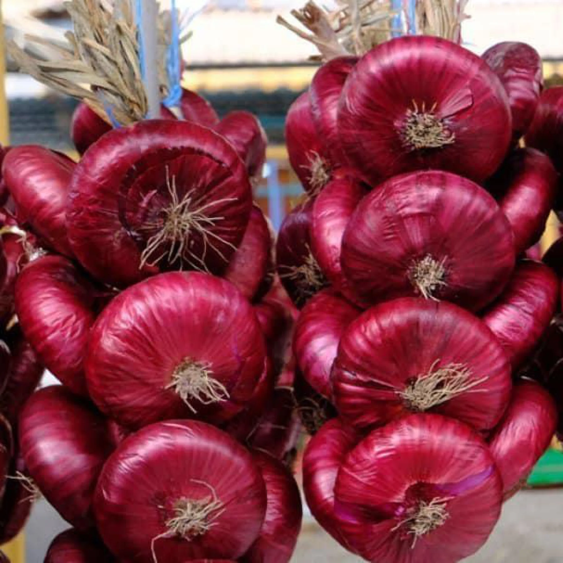 Цибуля ріпчаста ‘Yaltynskyy F1’