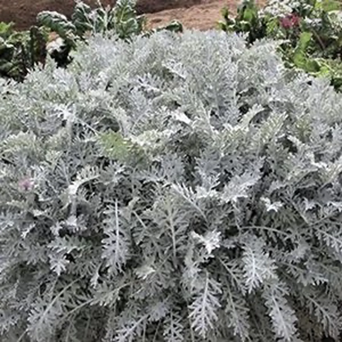 Цинерарія приморська ‘Candicans’ (Cineraria maritima)