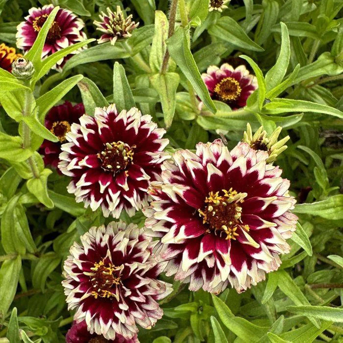 Цинія Хааге ‘Jazzy Red’ (Zinnia haageana)