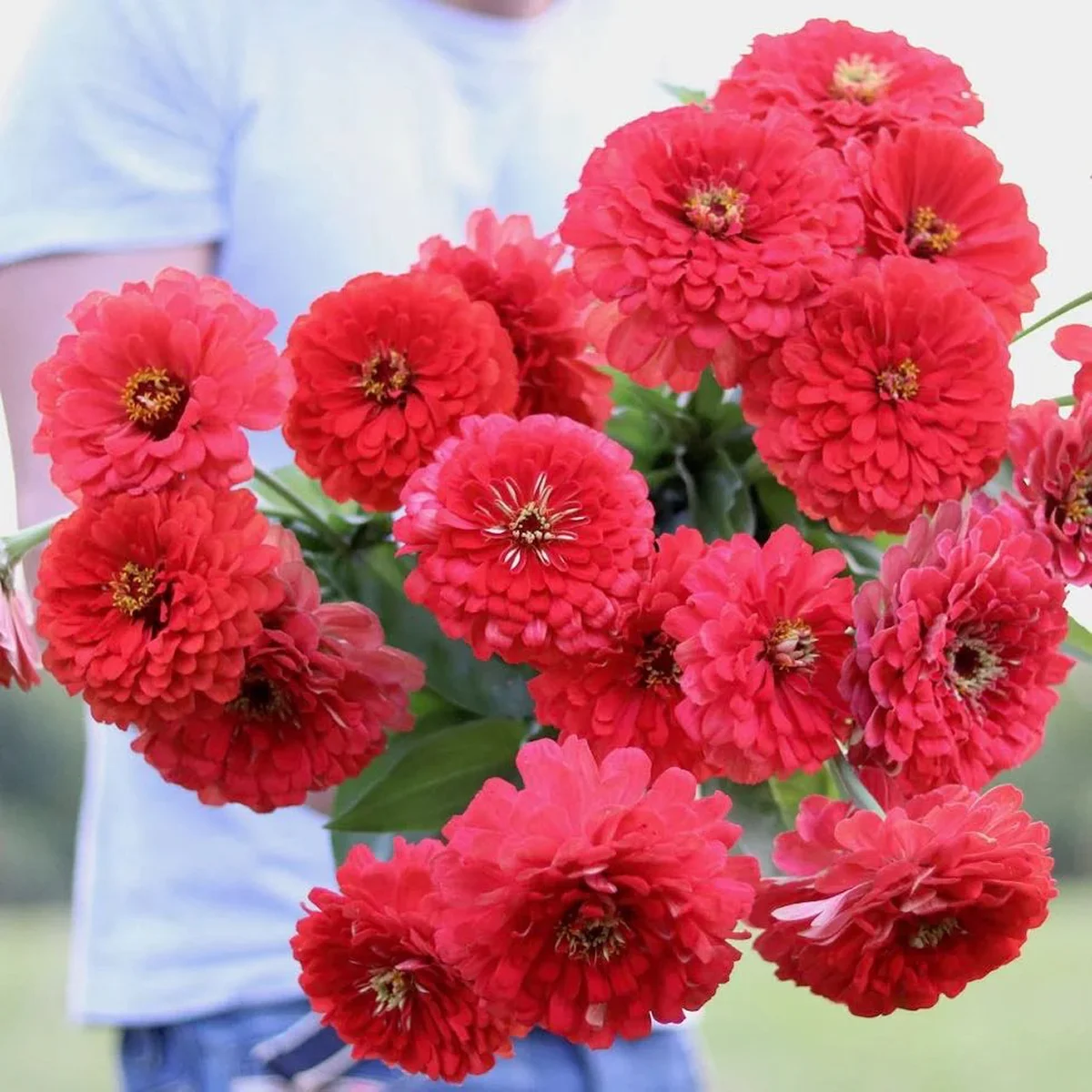 Цинія ‘Benary’s Giant Coral’ (Zinnia elegans)