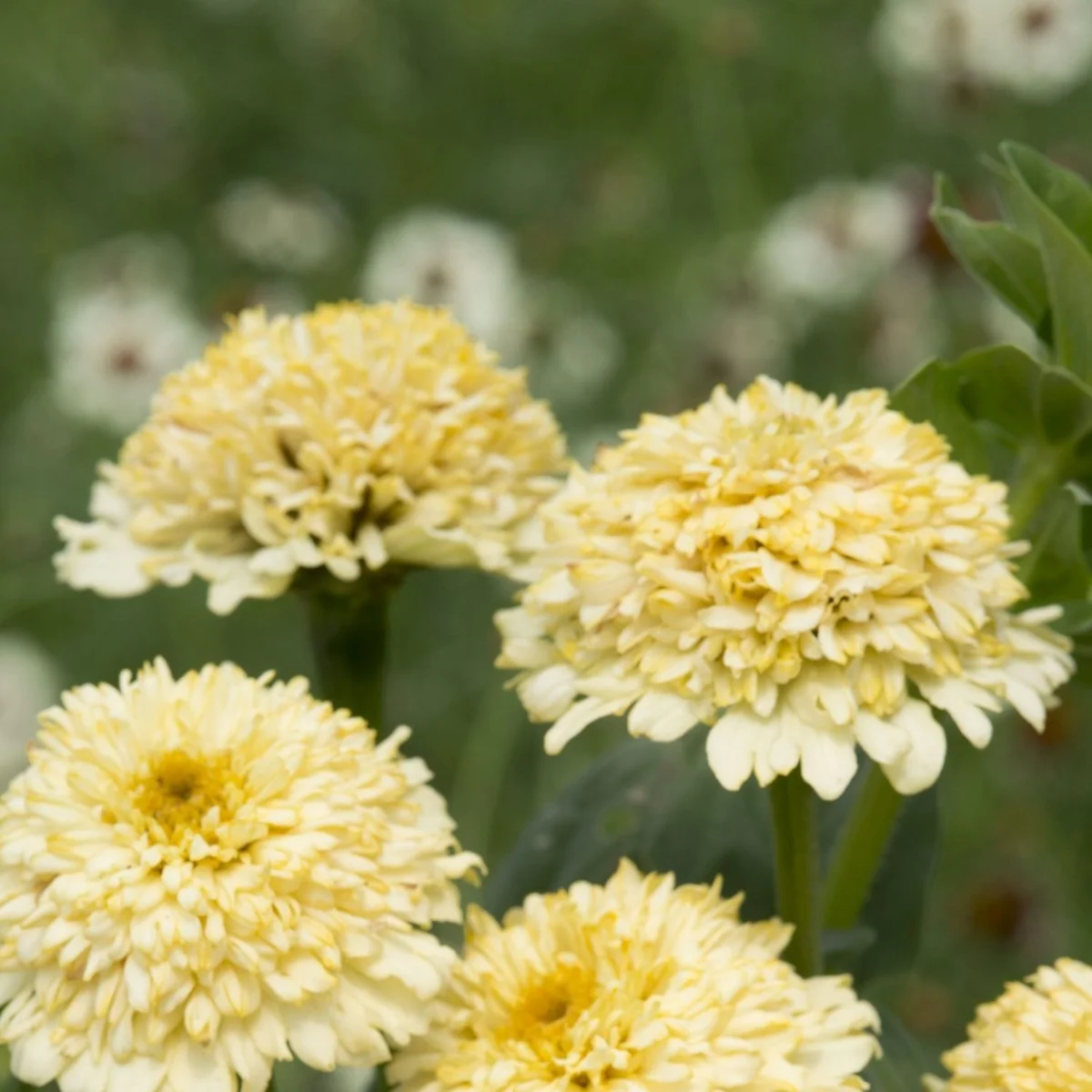 Цинія ‘Cresto Cream’ (Zinnia elegans)
