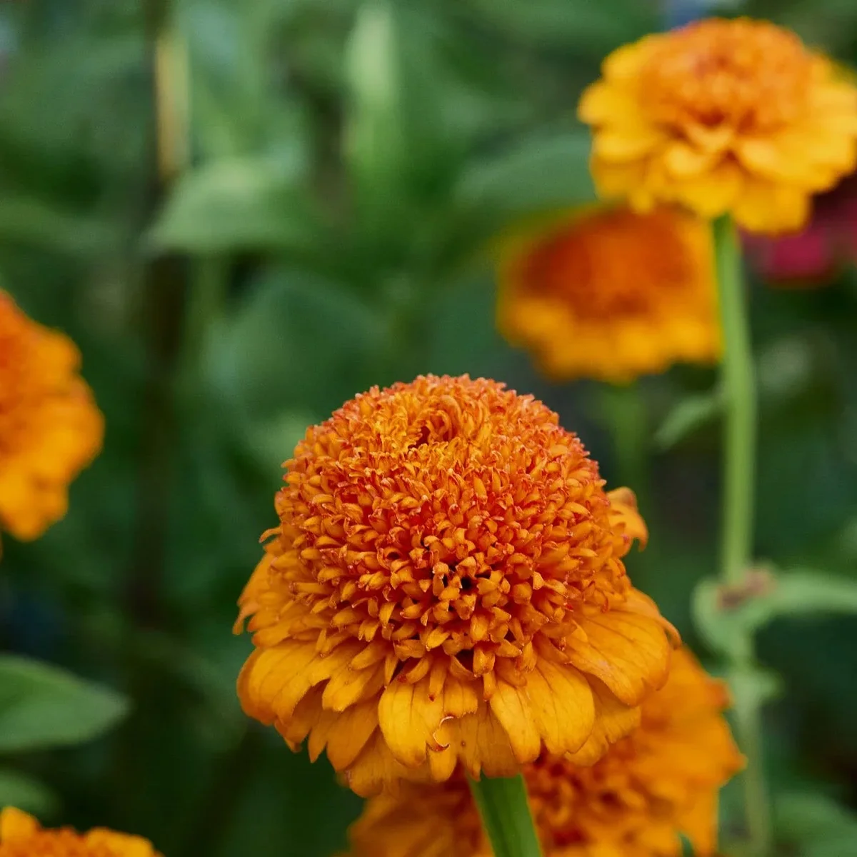 Цинія ‘Cresto Orange’ (Zinnia elegans)