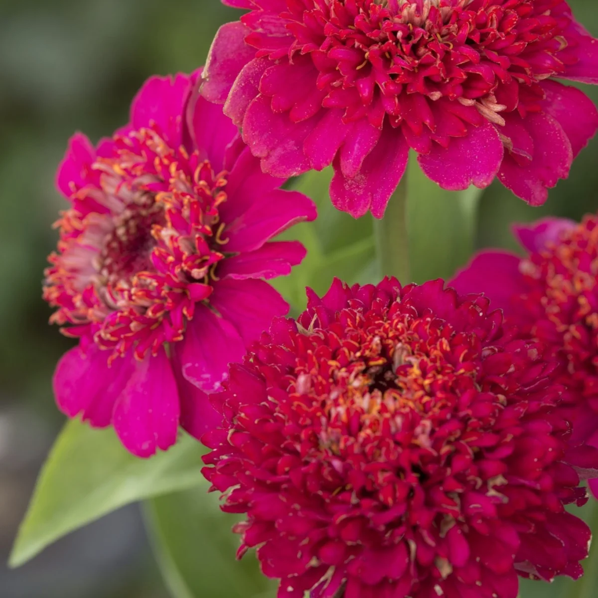 Цинія ‘Cresto Violet’ (Zinnia elegans)