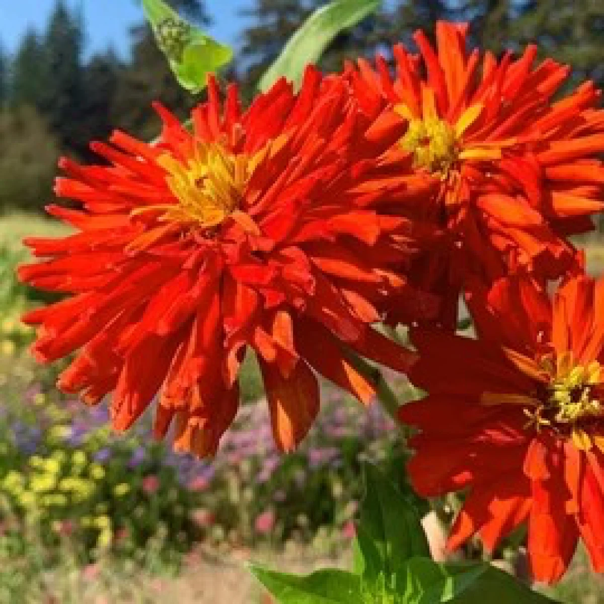 Цинія ‘Giant Cactus Orange’ (Zinnia elegans)