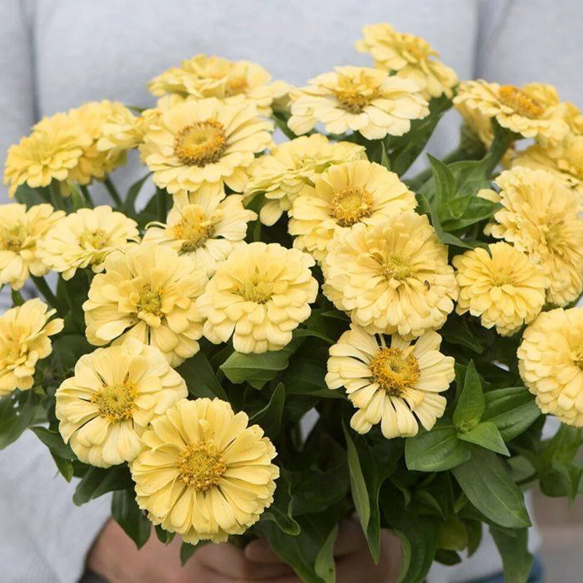 Цинія ‘Isabellina’ (Zinnia elegans)