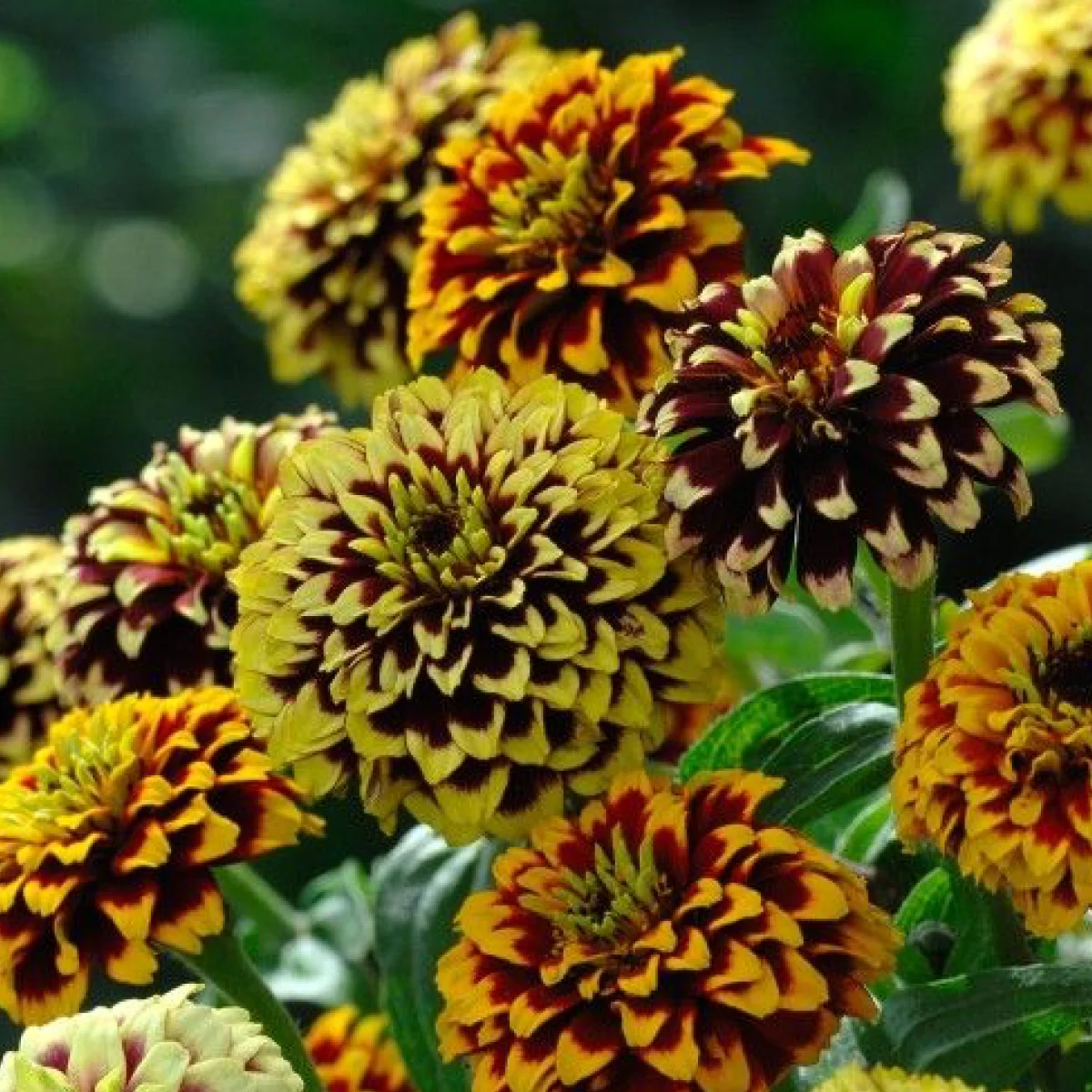 Цинія ‘Jazzy Mixture’ (Zinnia haageana)