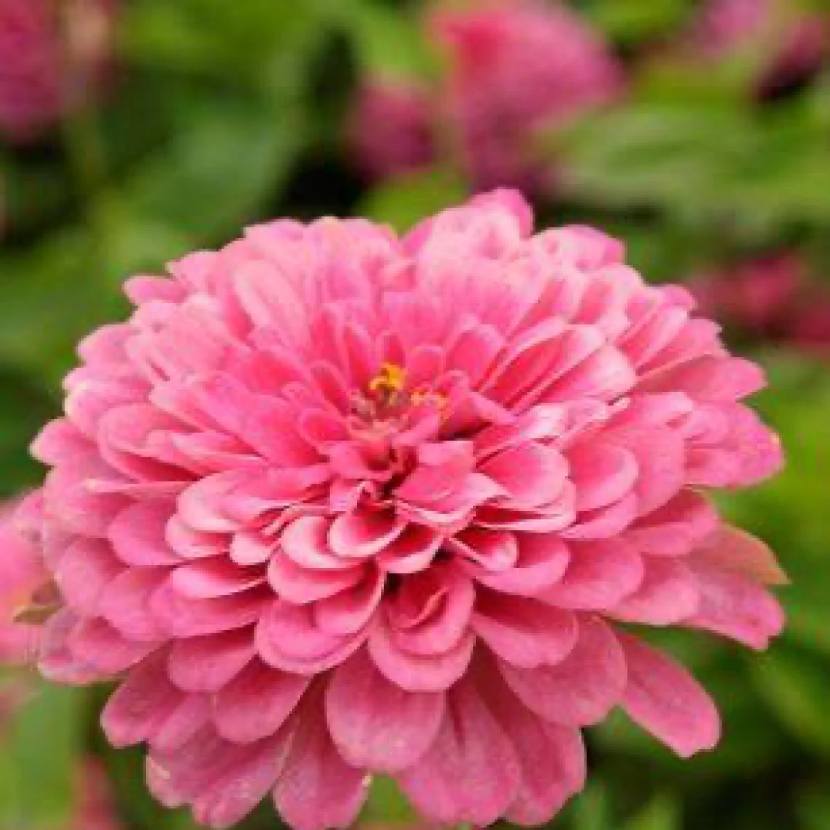 Цинія ‘Luminosa’ (Zinnia elegans)