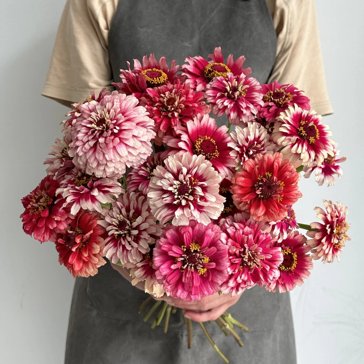 Цинія ‘Mazurkia’ (Zinnia elegans)