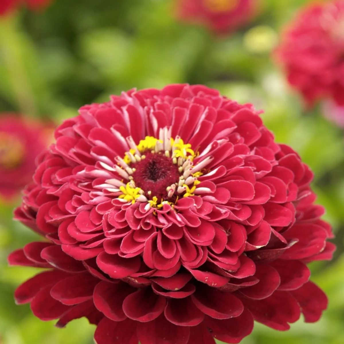 Цинія ‘Meteor’ (Zinnia elegans)