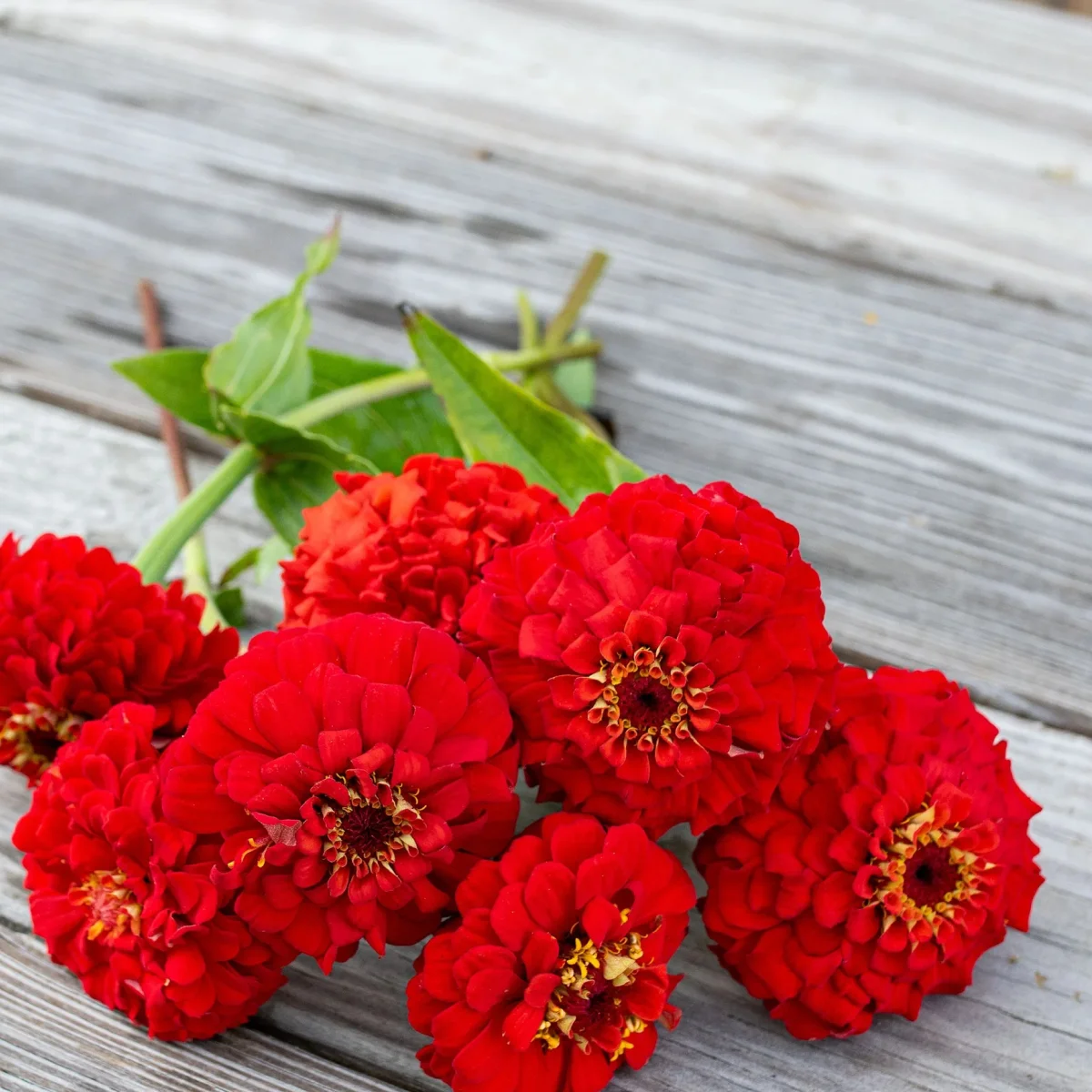 Цинія ‘Oklahoma Scarlet’ (Zinnia elegans)
