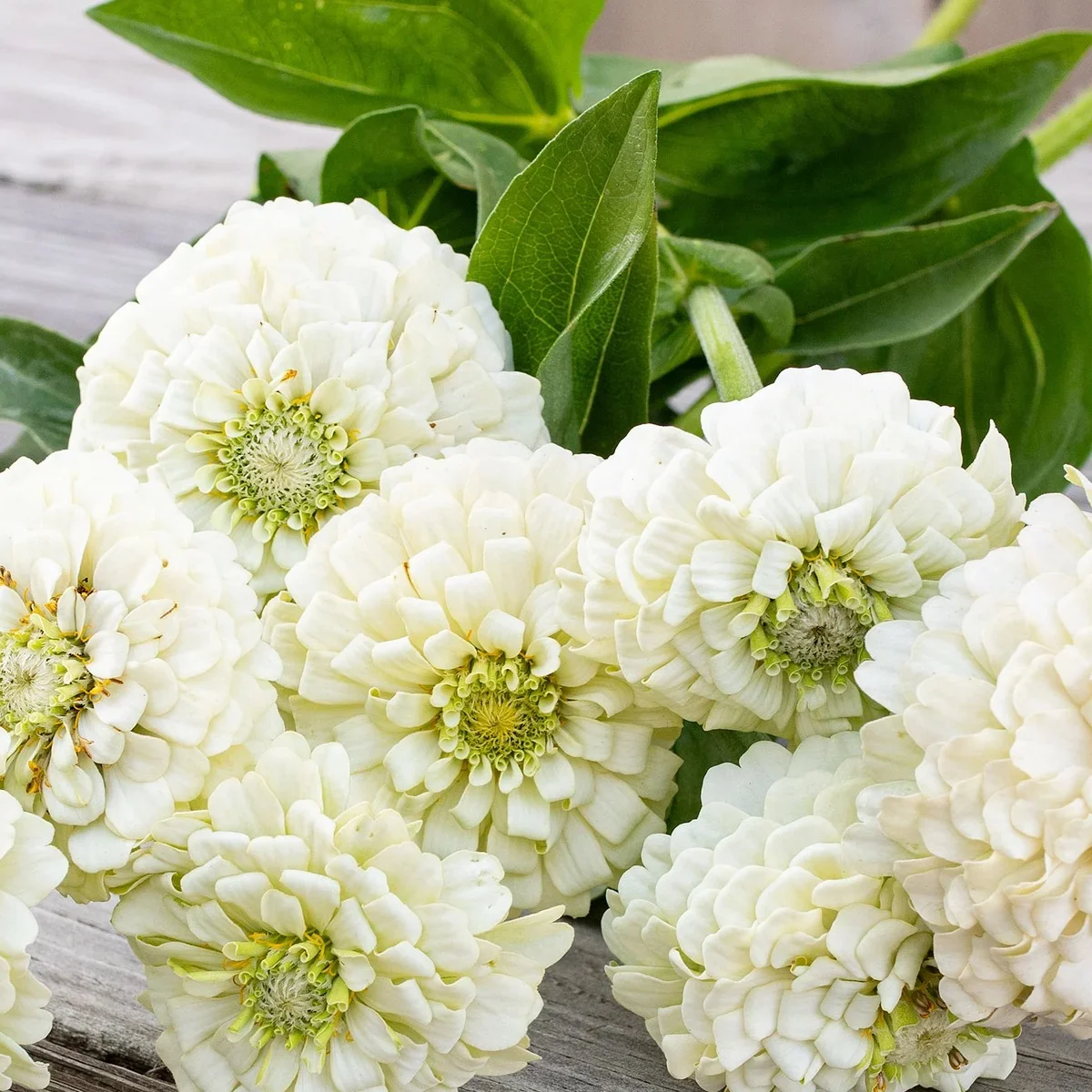 Цинія ‘Oklahoma White’ (Zinnia elegans)
