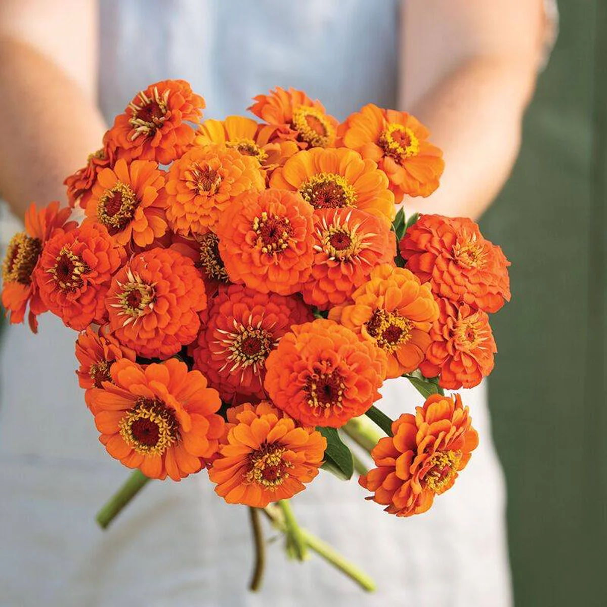 Цинія ‘Oriole’ (Zinnia elegans)