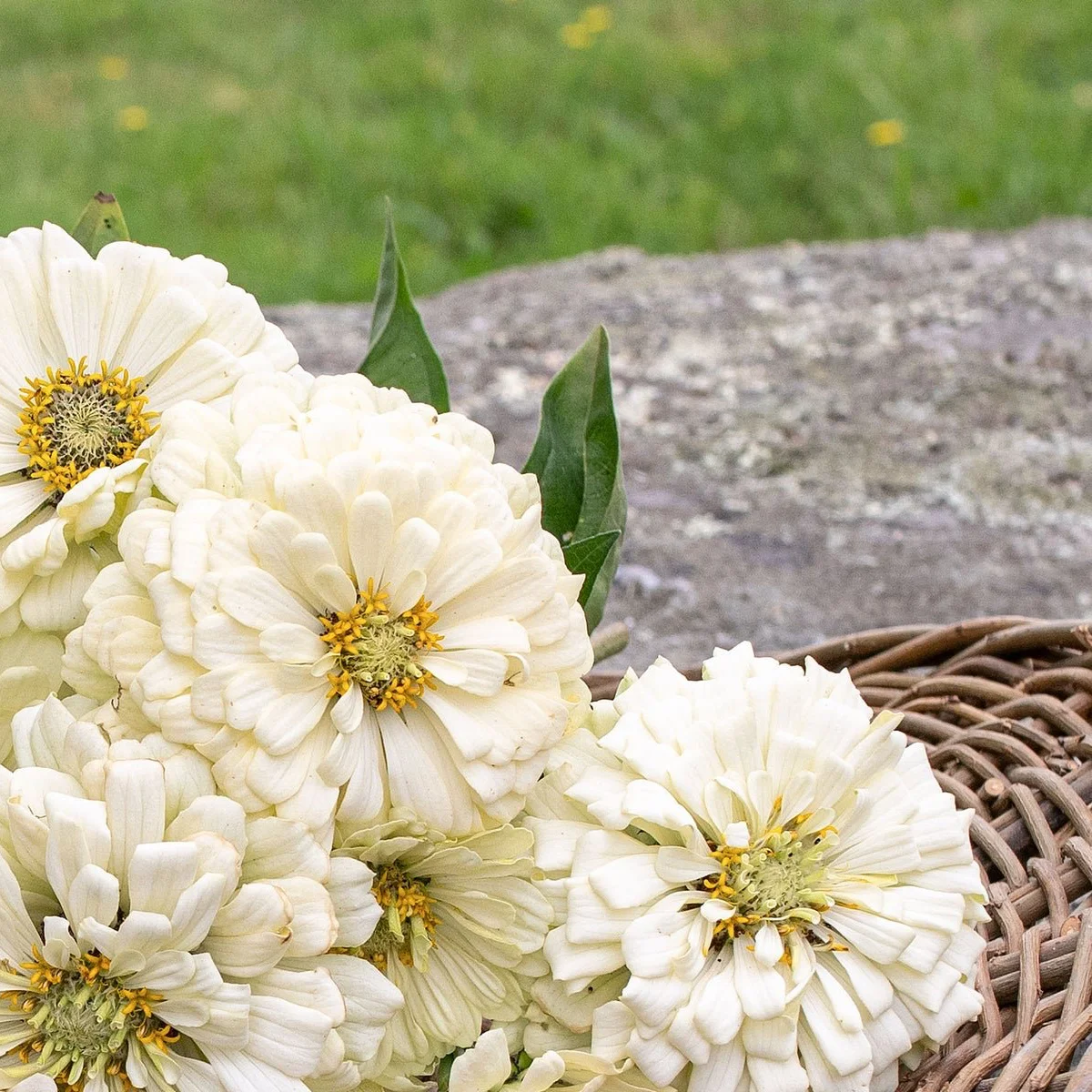 Цинія ‘Polar Bear’ (Zinnia elegans)