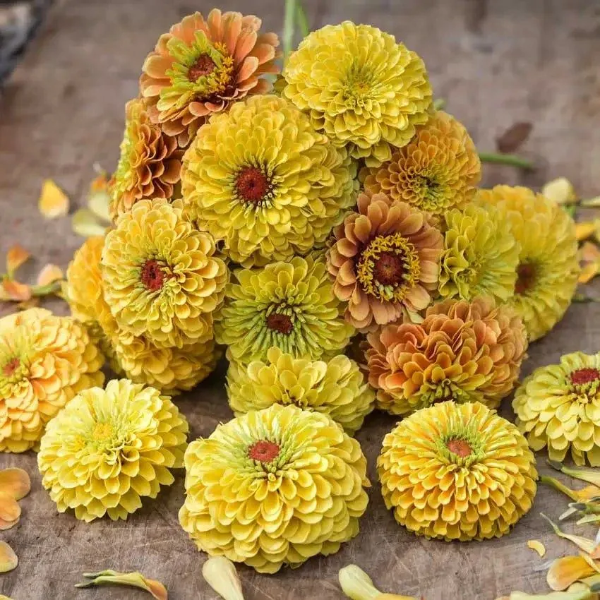 Цинія ‘Queeny Lemon Peach’ (Zinnia elegans)