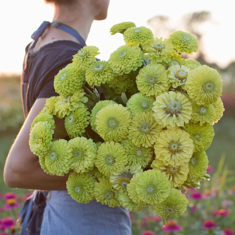 Цинія ‘Queeny Lime’ (Zinnia elegans)