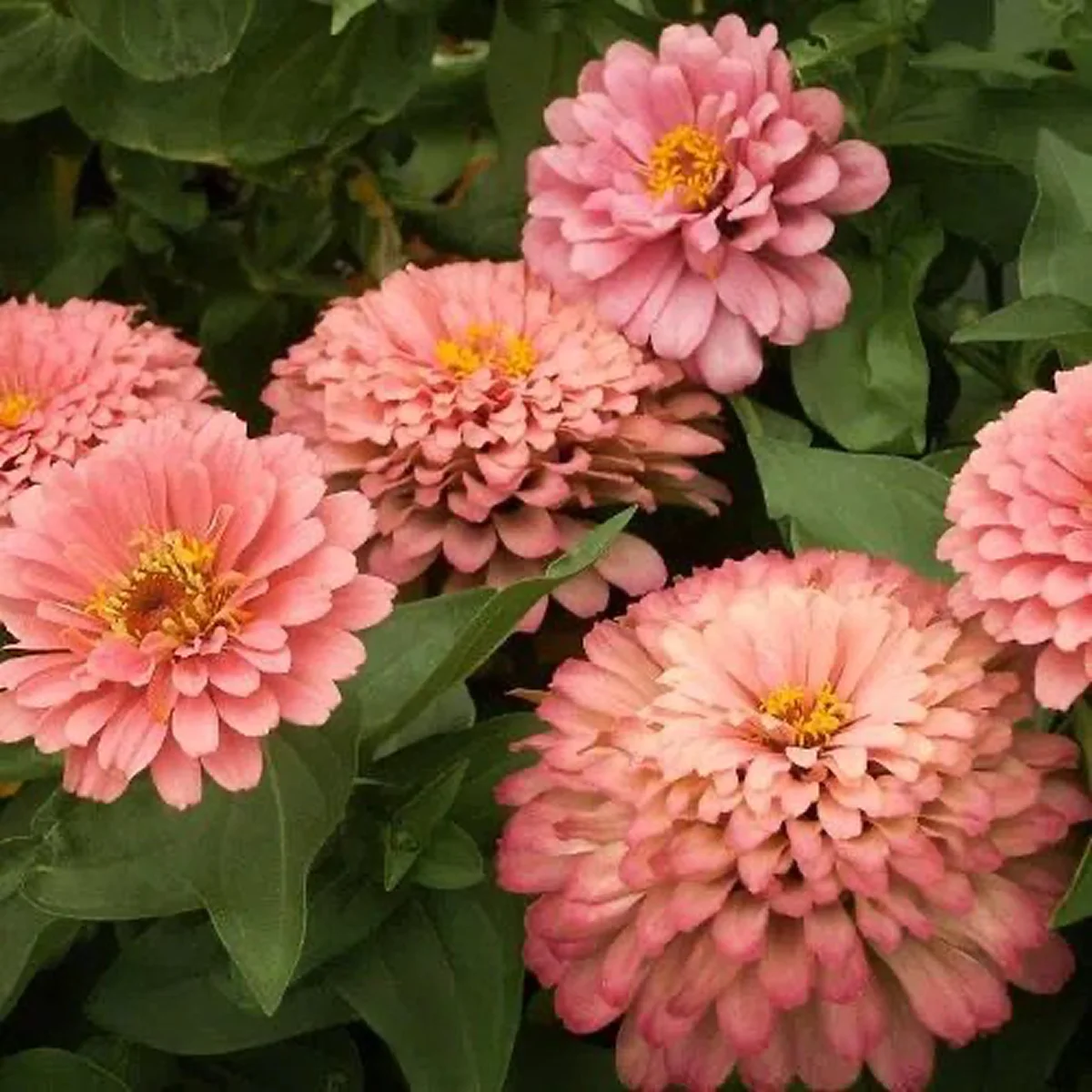 Цинія ‘Salmon Queen’ (Zinnia elegans)
