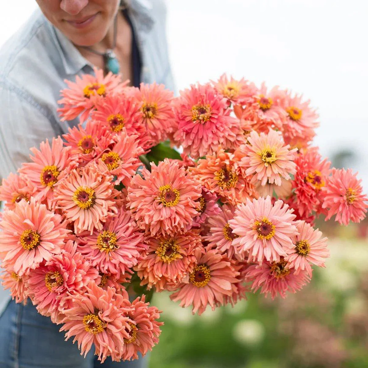 Цинія ‘Señora’ (Zinnia elegans)