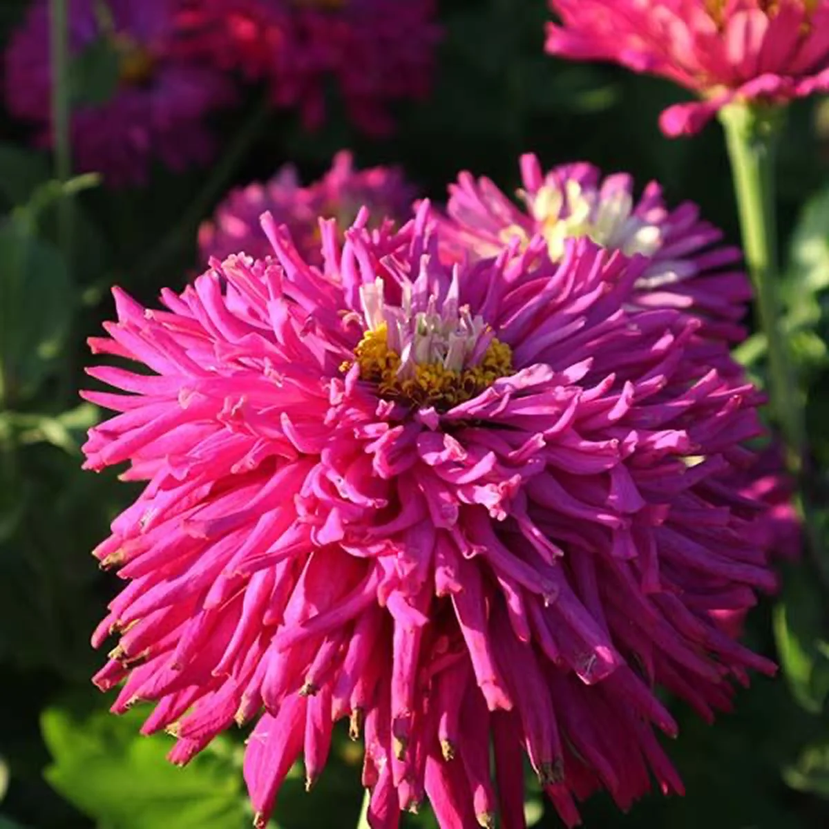 Цинія ‘Super Cactus Lilac Emperor’ (Zinnia elegans)