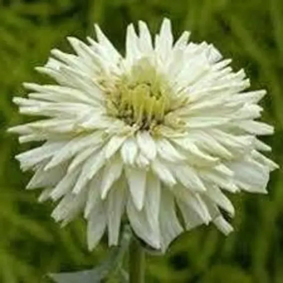 Цинія ‘Super Cactus Snowman White’ (Zinnia elegans)
