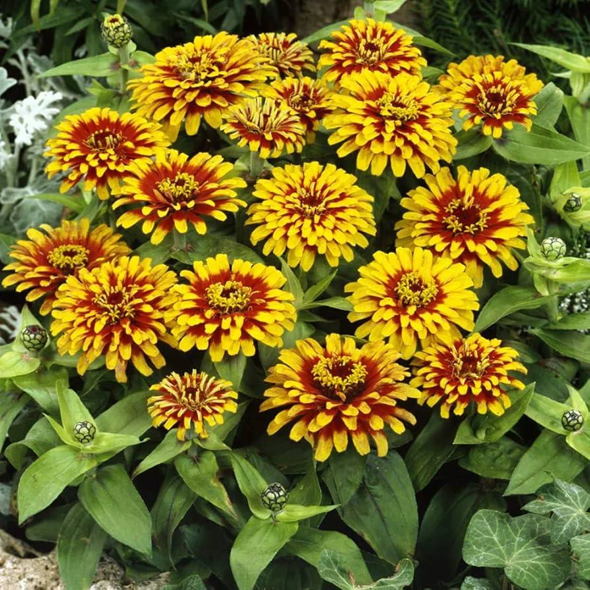 Цинія ‘Swizzle™ Scarlet And Yellow’ (Zinnia elegans)