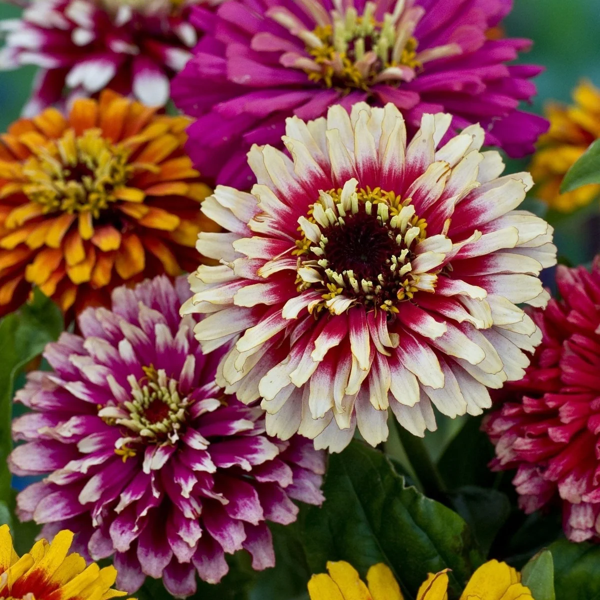 Цинія ‘Whirlygig Improved Mixture’ (Zinnia elegans)
