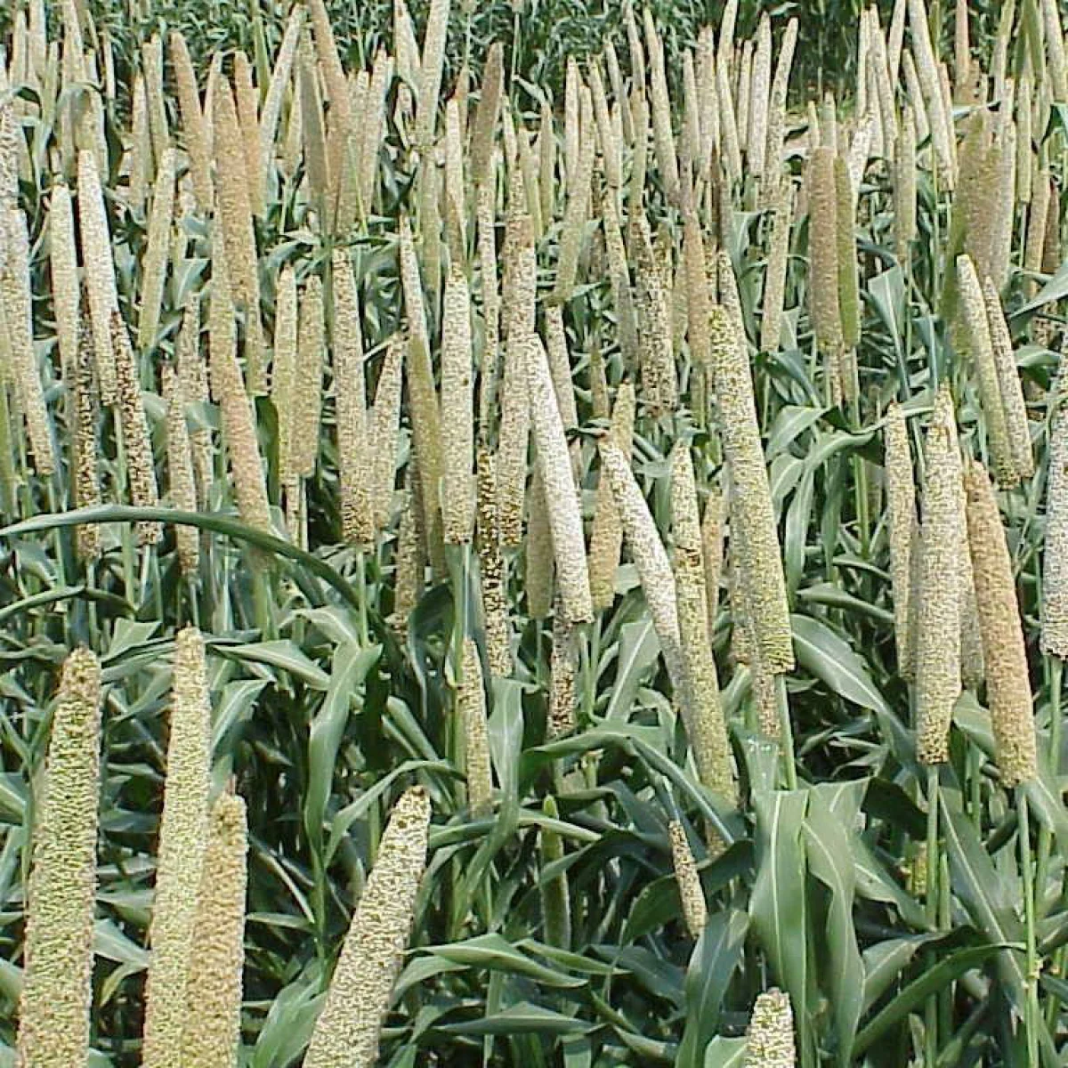 Декоративне просо (Pennisetum glaucum) Pearl Millet