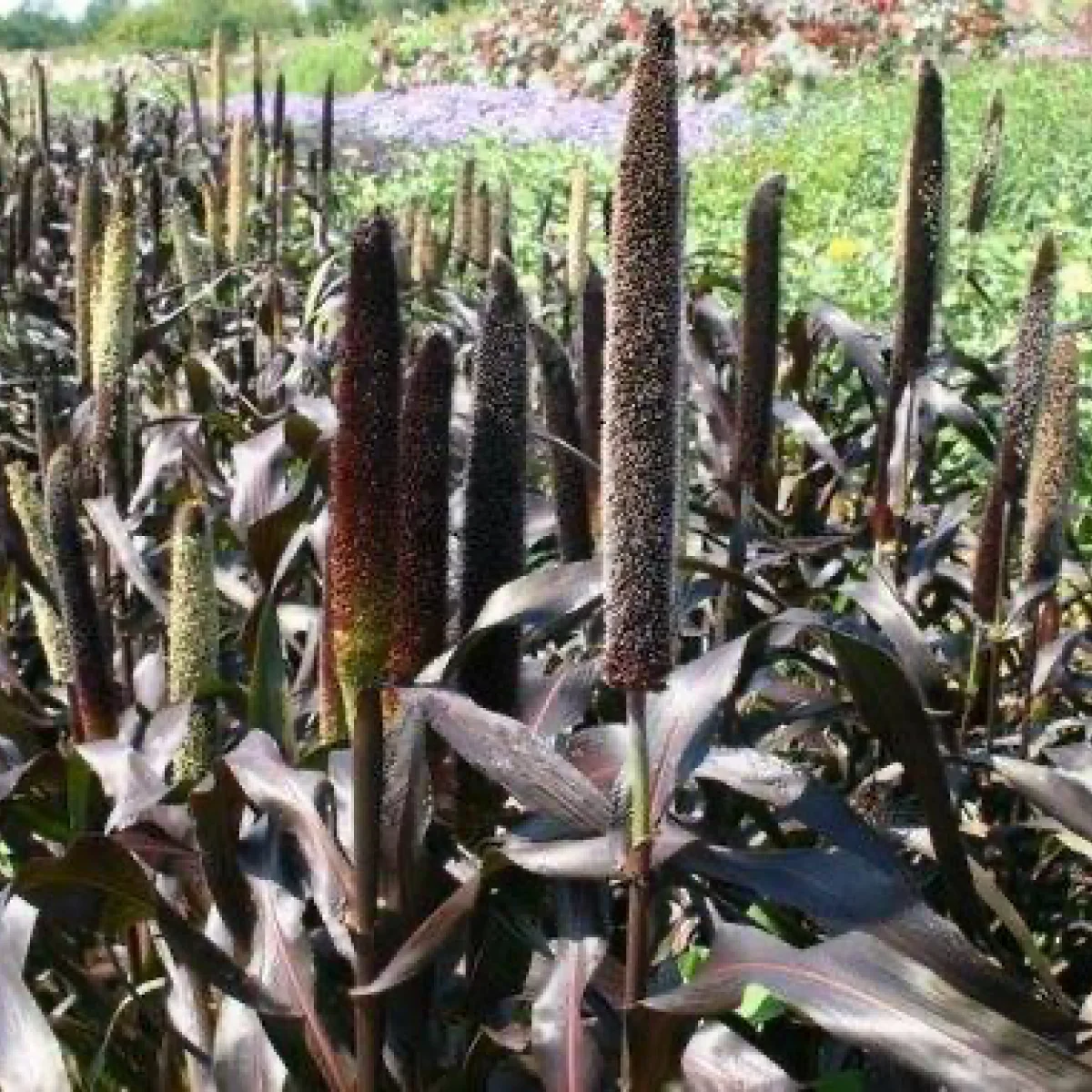 Декоративне просо ‘African Purple’ (Pennisetum glaucum)