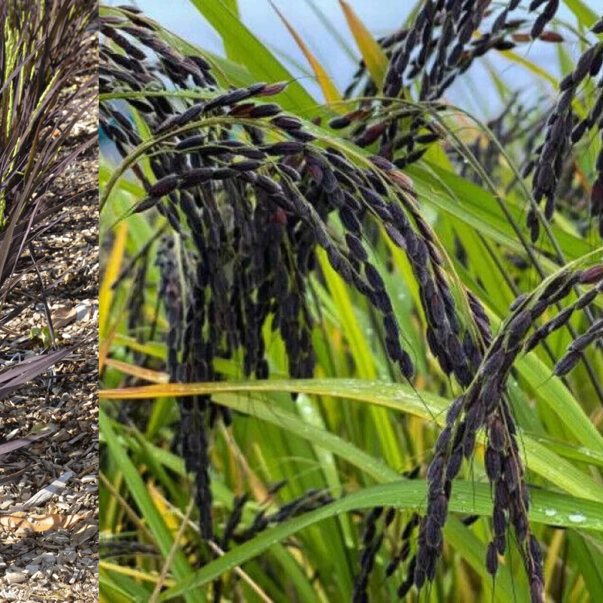 Декоративний рис ‘Black Madras’ (Oryza sativa)