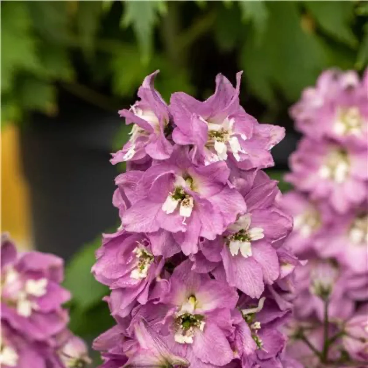 Дельфініум ‘Astolat Premium’ (Delphinium Pacific-Hybr. Pacific Premium Series)
