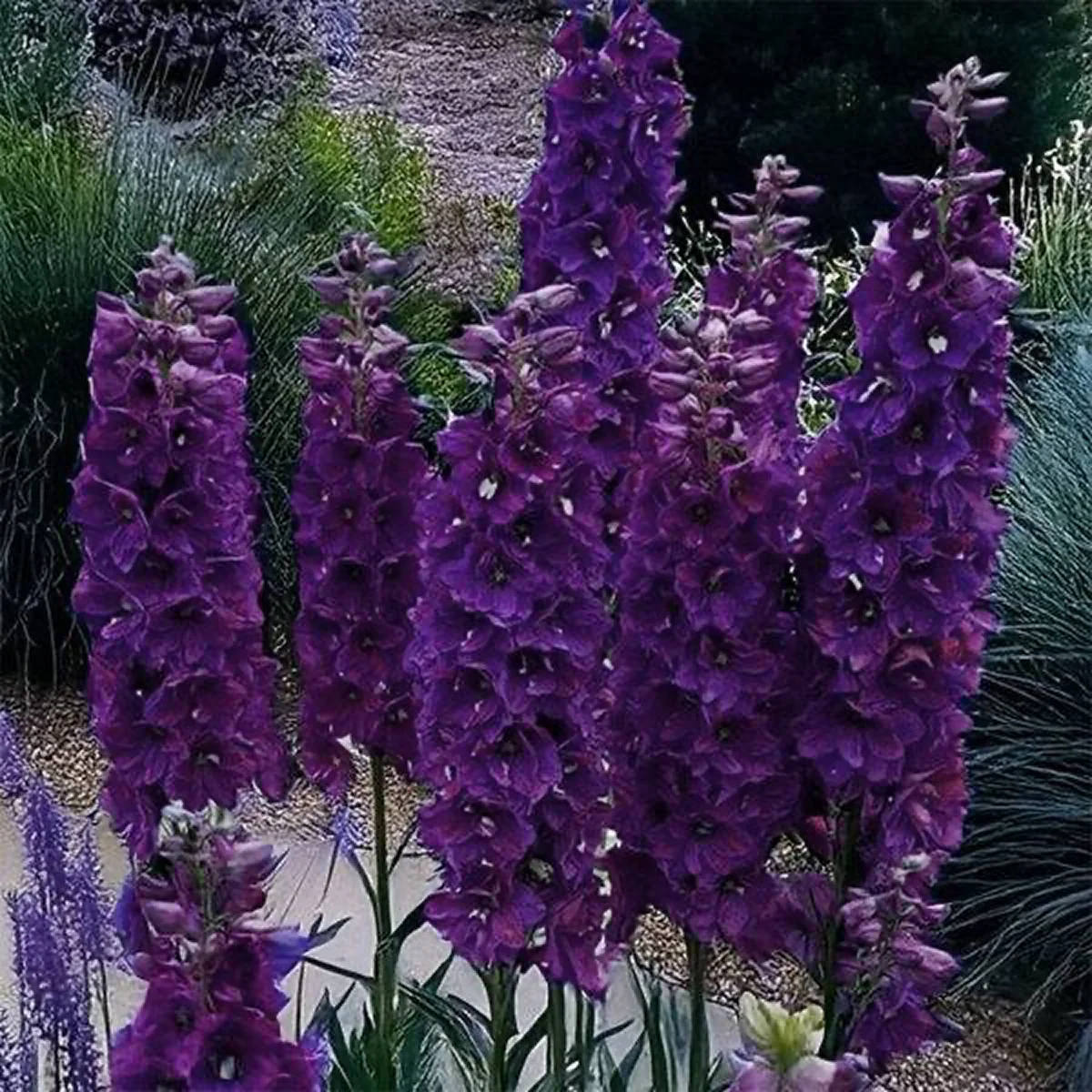Дельфініум ‘Black Knight Premium’ (Delphinium Pacific-Hybr. Pacific Premium Series)