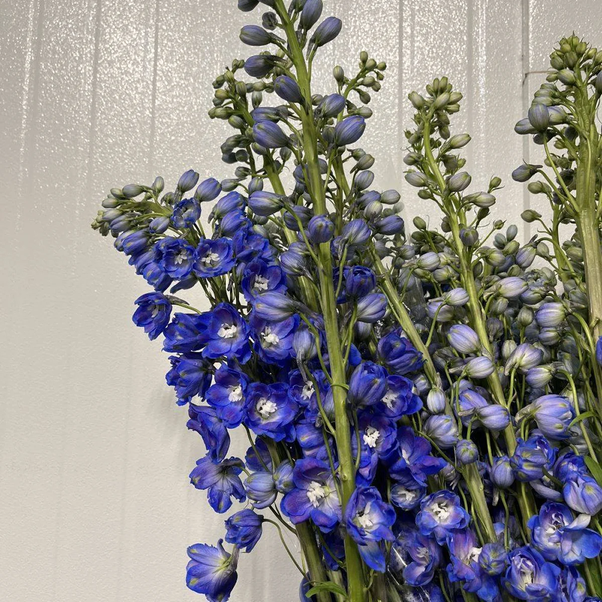 Дельфініум ‘Blue Bird Premium’ (Delphinium Pacific-Hybr. Pacific Premium Series)