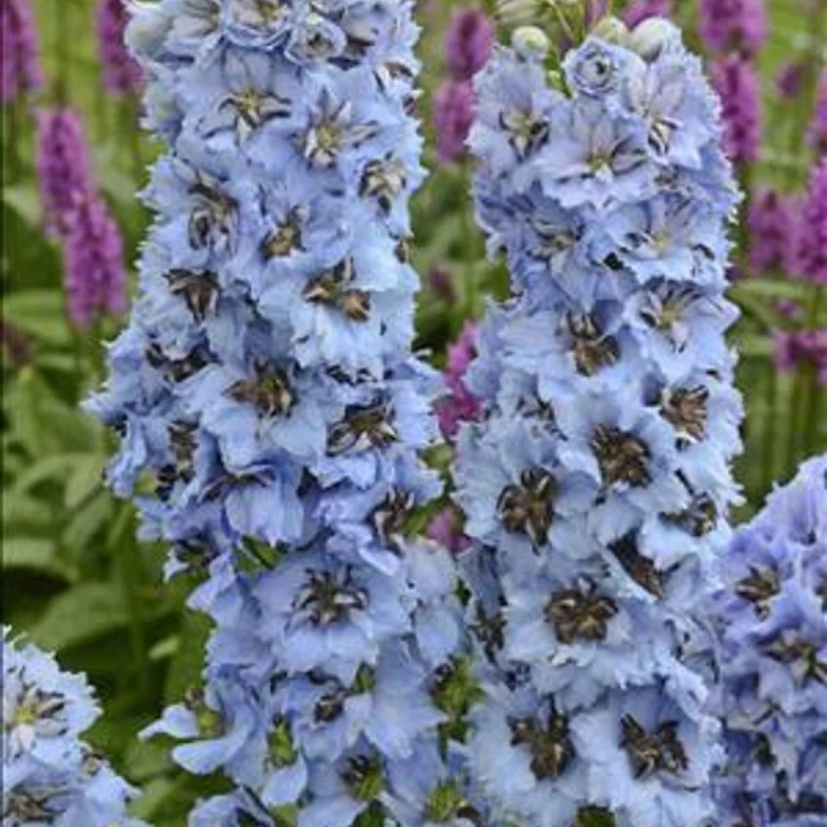 Дельфініум ‘Blue Jay Premium’ (Delphinium Pacific-Hybr. Pacific Premium Series)