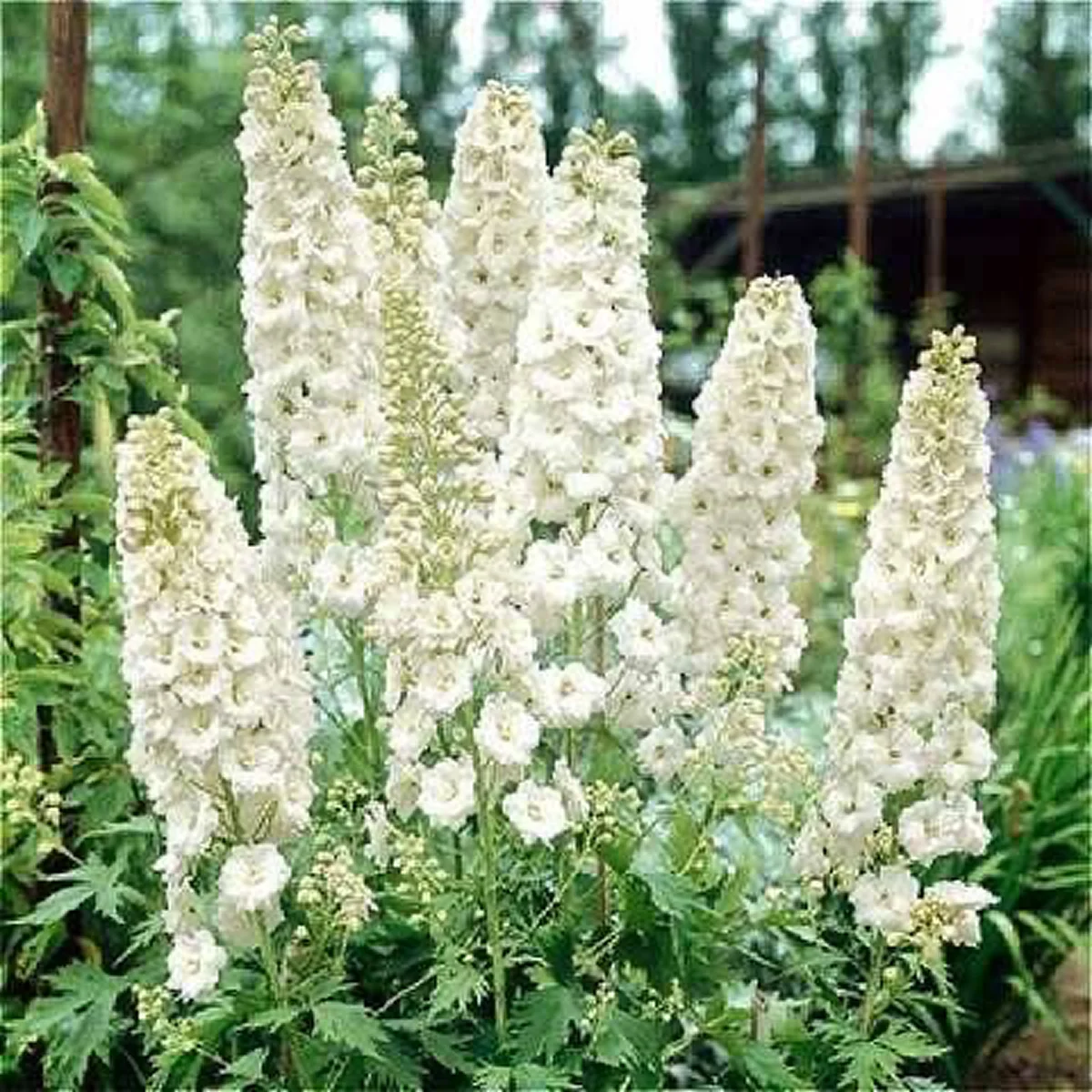 Дельфініум ‘Galahad Premium’ (Delphinium Pacific-Hybr. Pacific Premium Series)