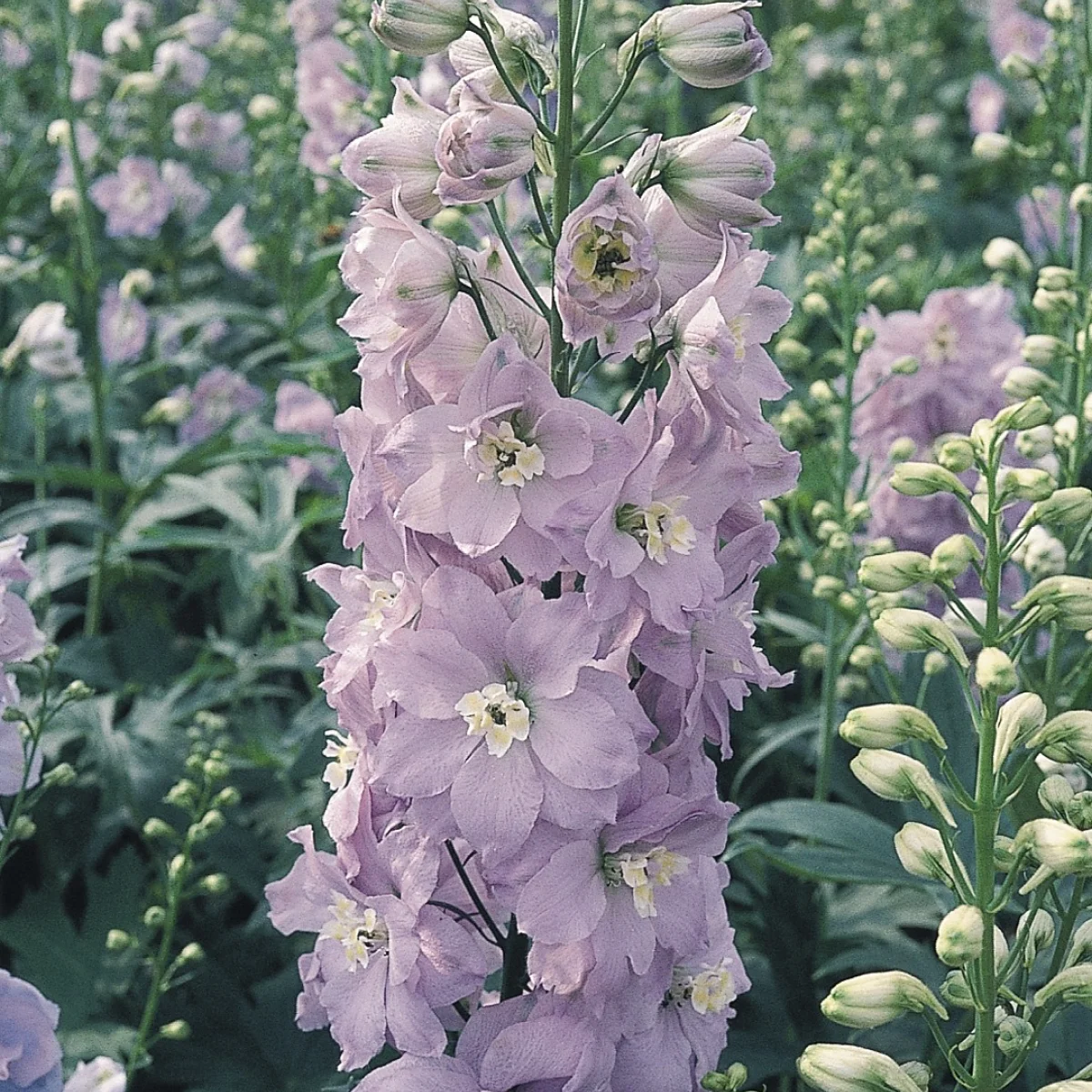 Дельфініум ‘Guinevere Premium’ (Delphinium Pacific-Hybr. Pacific Premium Series)