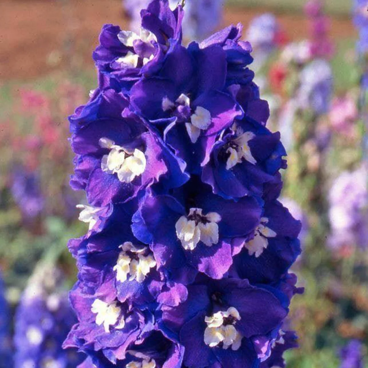 Дельфініум ‘King Arthur Premium’ (Delphinium Pacific-Hybr. Pacific Premium Series)