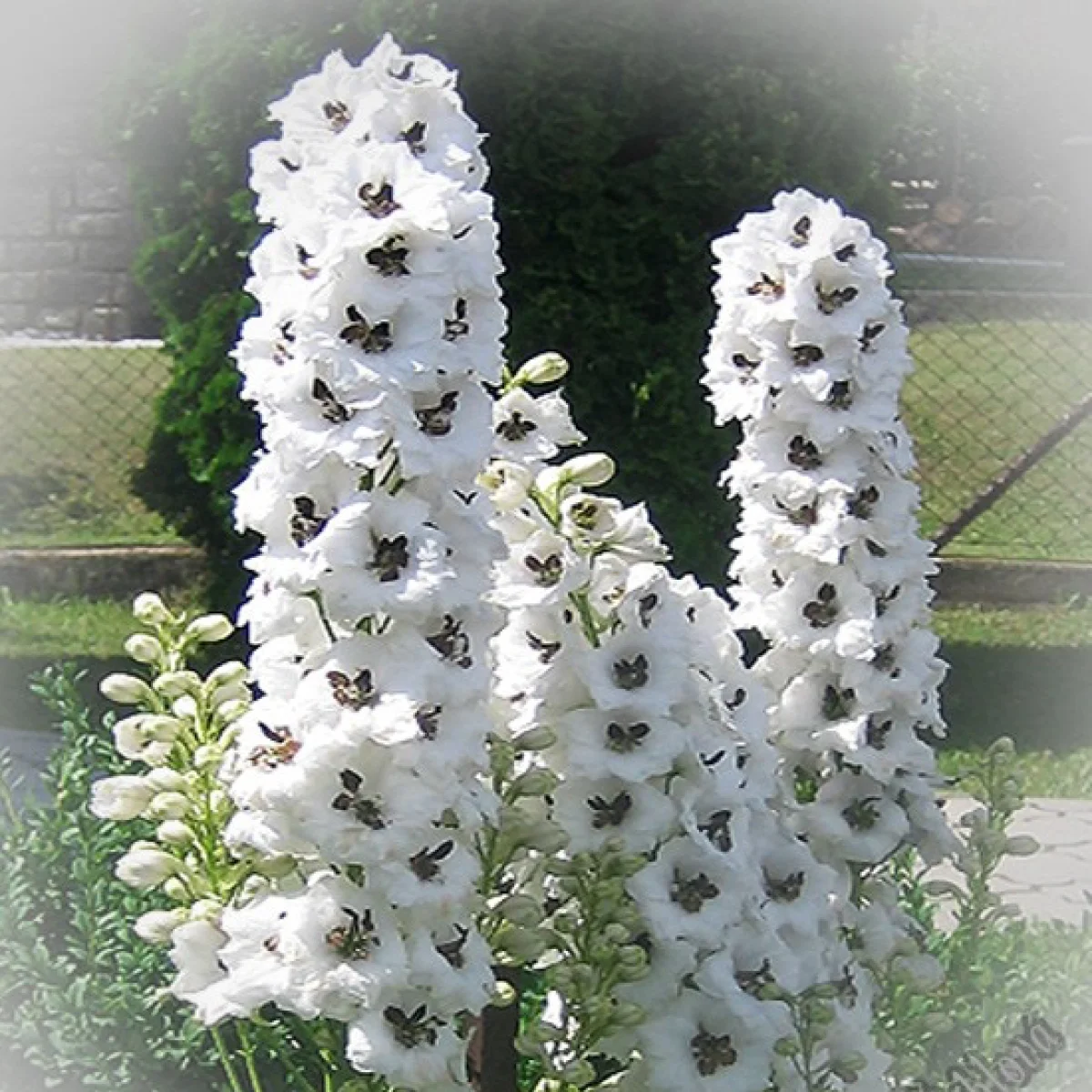 Дельфініум ‘Percival Premium’ (Delphinium Pacific-Hybr. Pacific Premium Series)
