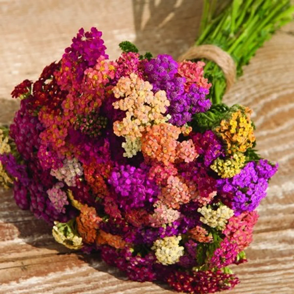 Деревій звичайний ‘Colorado’ (Achillea millefolium)