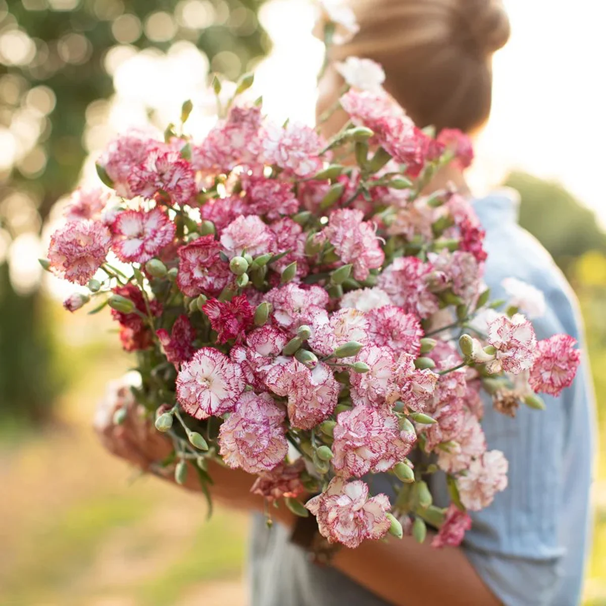 Dianthus caryophyllus ‘Chabaud Benigna’