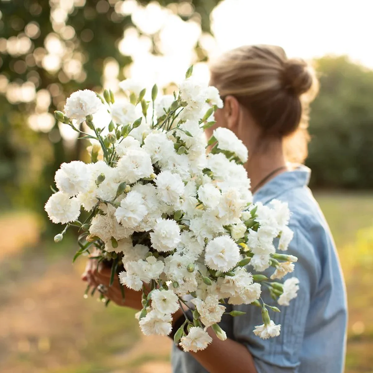 Dianthus caryophyllus ‘Triumph White’