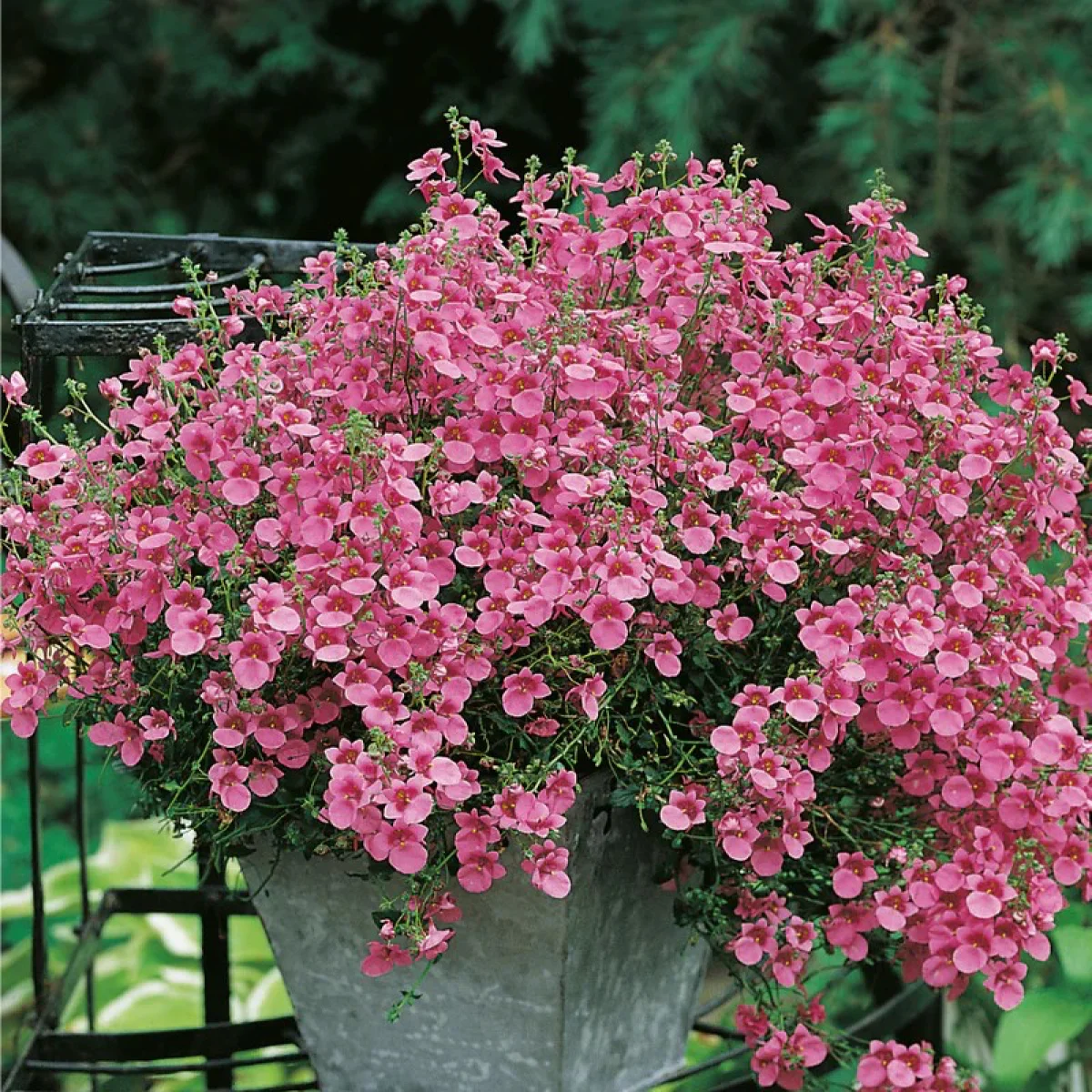 Діасція ‘Pink Queen’ (Diascia barberae)